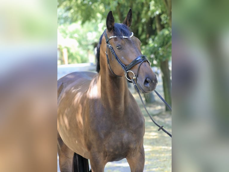 Caballo de deporte alemán Yegua 8 años 170 cm Castaño oscuro in Bautzen