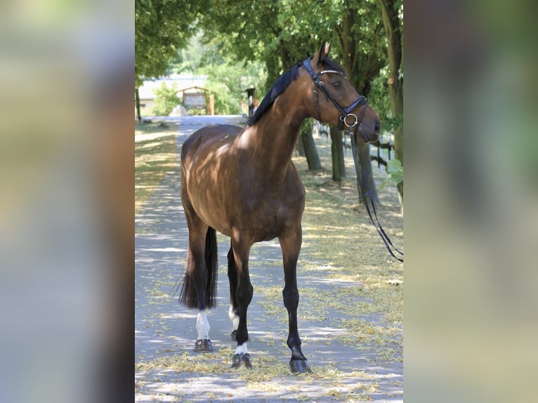 Caballo de deporte alemán Yegua 8 años 170 cm Castaño oscuro in Bautzen