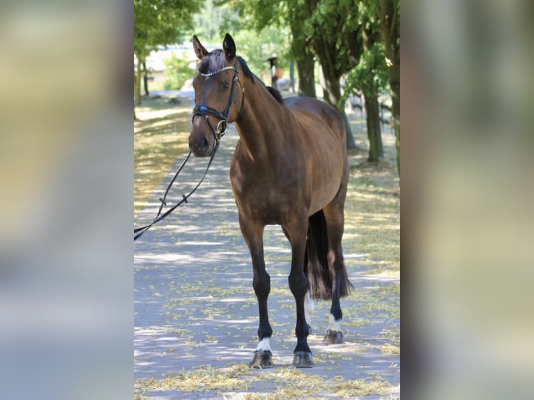 Caballo de deporte alemán Yegua 8 años 170 cm Castaño oscuro in Bautzen