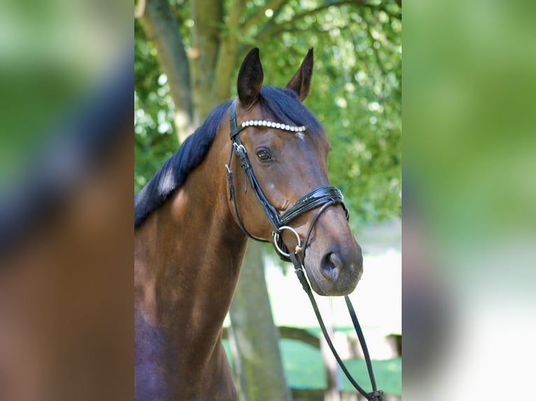 Caballo de deporte alemán Yegua 8 años 170 cm Castaño oscuro in Bautzen