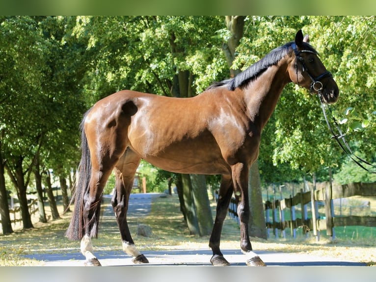Caballo de deporte alemán Yegua 8 años 170 cm Castaño oscuro in Bautzen