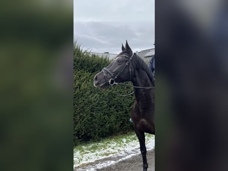 Caballo de deporte alemán Yegua 8 años 170 cm Negro in Pfaffenhofen Weiler