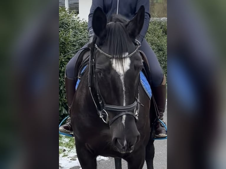 Caballo de deporte alemán Yegua 8 años 170 cm Negro in Pfaffenhofen Weiler