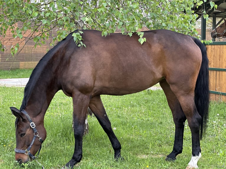 Caballo de deporte alemán Yegua 8 años 171 cm Castaño oscuro in Zagreb