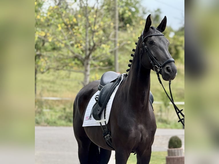 Caballo de deporte alemán Yegua 8 años 171 cm Negro in Saarbrücken