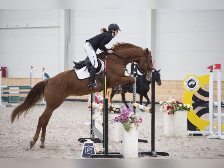 Caballo de deporte alemán Yegua 8 años 172 cm Alazán-tostado in Helvécia