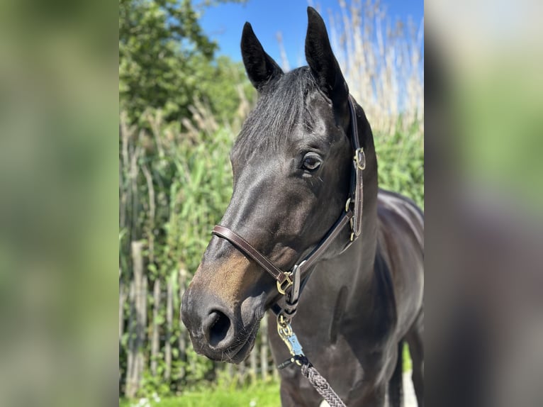 Caballo de deporte alemán Yegua 8 años 172 cm Castaño oscuro in Krefeld