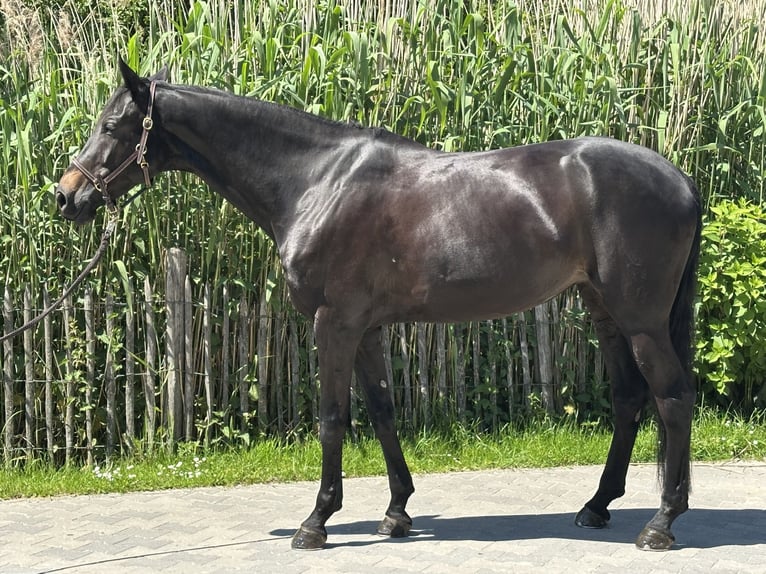 Caballo de deporte alemán Yegua 8 años 172 cm Castaño oscuro in Krefeld