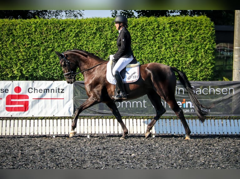 Caballo de deporte alemán Yegua 8 años 172 cm Negro in 04860 Graditz