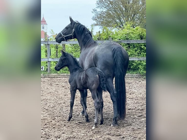 Caballo de deporte alemán Yegua 8 años 172 cm Negro in Donauwörth