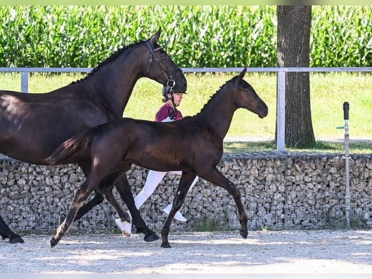 Caballo de deporte alemán Yegua 8 años 172 cm Negro in Donauwörth