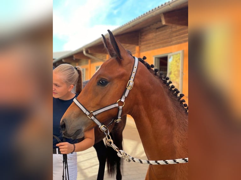 Caballo de deporte alemán Yegua 8 años 172 cm Negro in Donauwörth