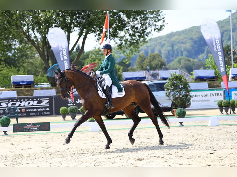 Caballo de deporte alemán Yegua 8 años 174 cm Castaño oscuro in Görlitz