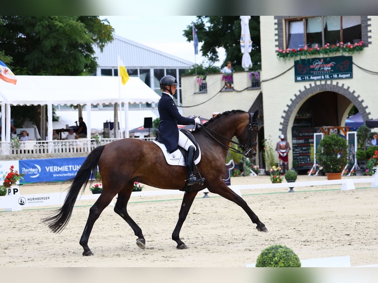 Caballo de deporte alemán Yegua 8 años 174 cm Castaño oscuro in Görlitz