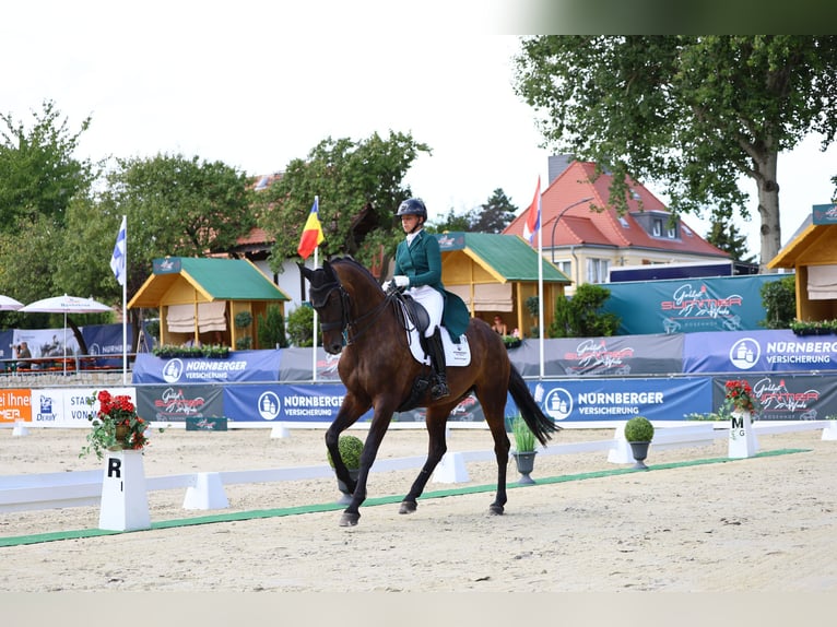 Caballo de deporte alemán Yegua 8 años 174 cm Castaño oscuro in Görlitz