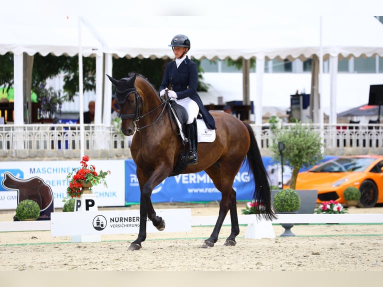 Caballo de deporte alemán Yegua 8 años 174 cm Castaño oscuro in Görlitz