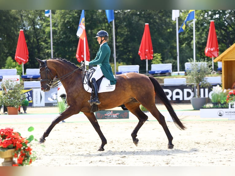 Caballo de deporte alemán Yegua 8 años 174 cm Castaño oscuro in Görlitz