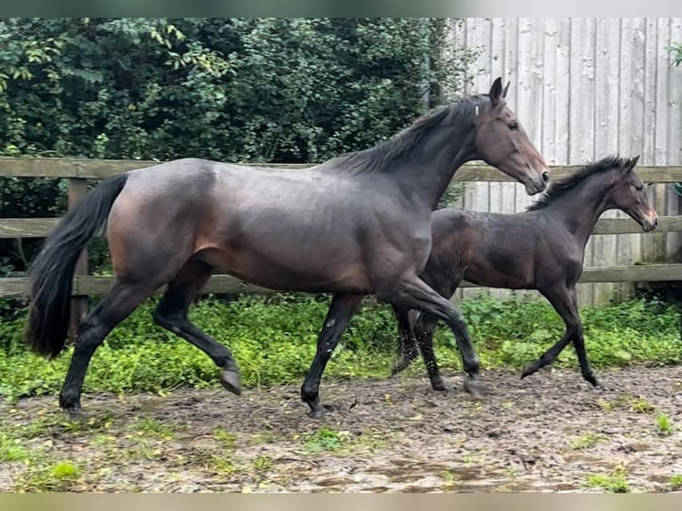 Caballo de deporte alemán Yegua 8 años 174 cm Castaño oscuro in Steinhorst