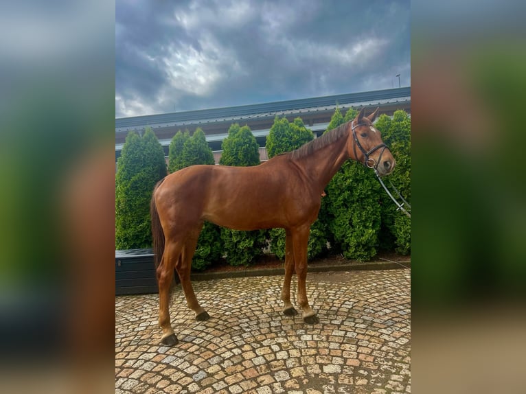 Caballo de deporte alemán Yegua 8 años 176 cm Alazán in Lengenfeld