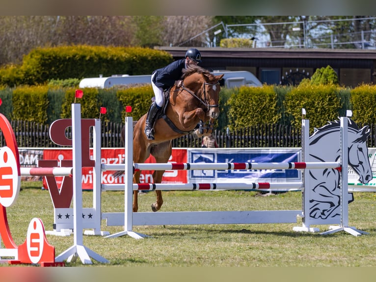 Caballo de deporte alemán Yegua 8 años 176 cm Alazán in Lengenfeld