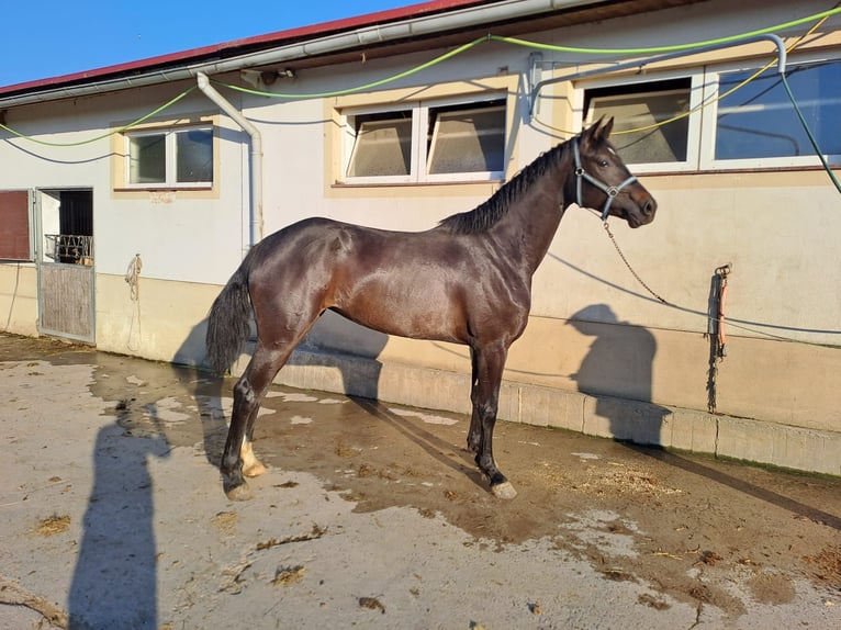 Caballo de deporte alemán Yegua 8 años 176 cm Castaño in Grimma