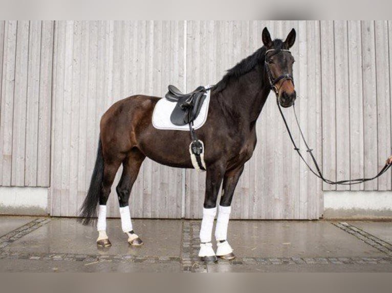 Caballo de deporte alemán Yegua 8 años 178 cm Castaño in Plate