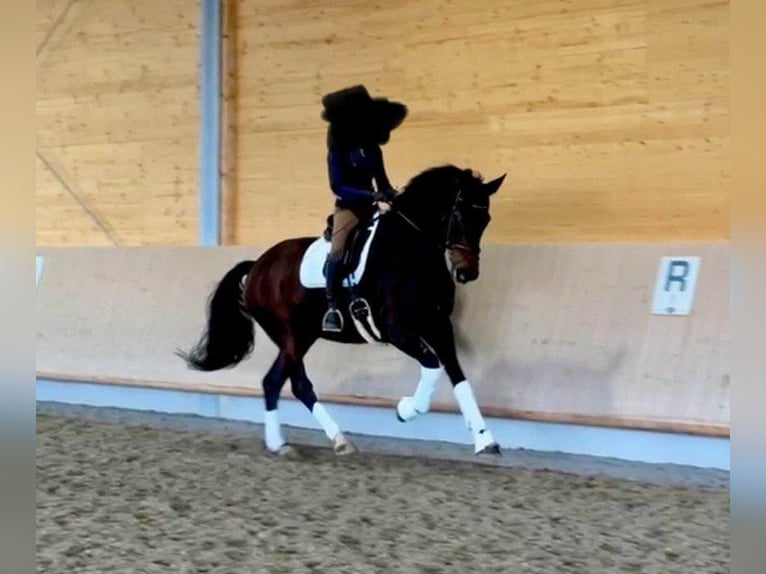 Caballo de deporte alemán Yegua 8 años 178 cm Castaño in Plate