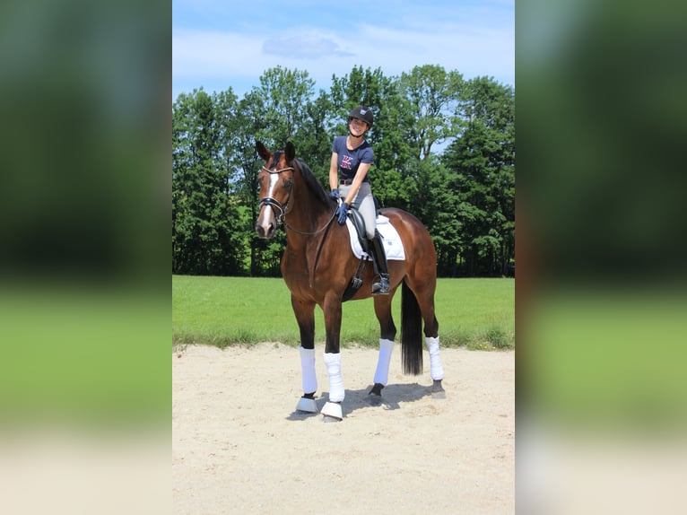 Caballo de deporte alemán Yegua 8 años 178 cm Castaño in Wendling
