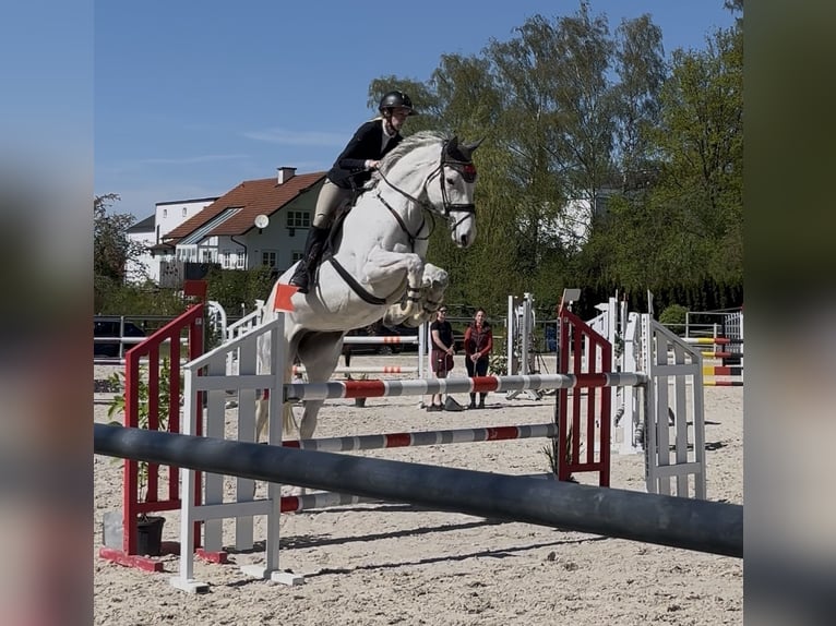 Caballo de deporte alemán Yegua 8 años 178 cm Tordo in Volkenschwand