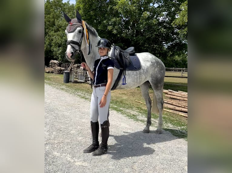 Caballo de deporte alemán Yegua 8 años 178 cm Tordo in Volkenschwand