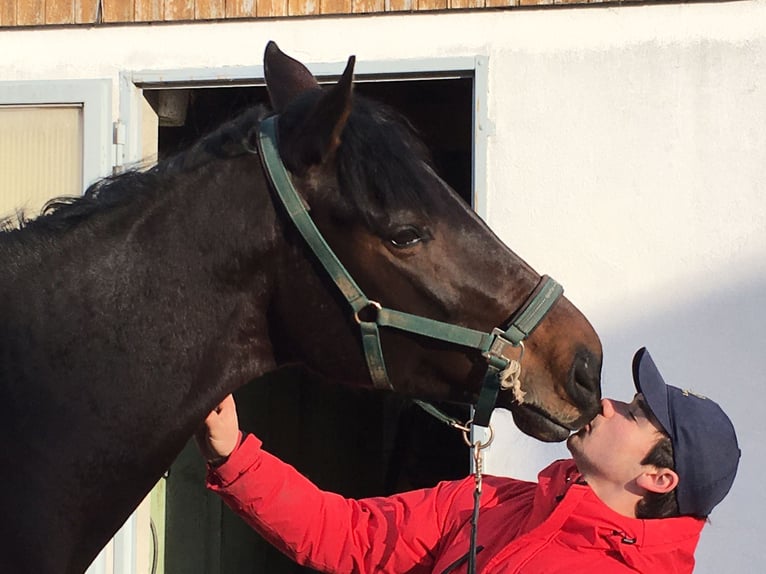 Caballo de deporte alemán Yegua 8 años 180 cm Castaño in Korntal-Münchingen