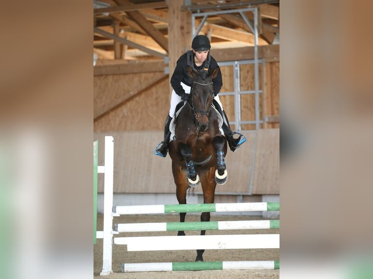 Caballo de deporte alemán Yegua 8 años 180 cm Castaño in Korntal-Münchingen