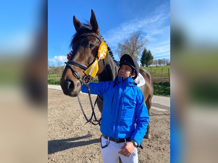 Caballo de deporte alemán Yegua 8 años 180 cm Castaño in Korntal-Münchingen