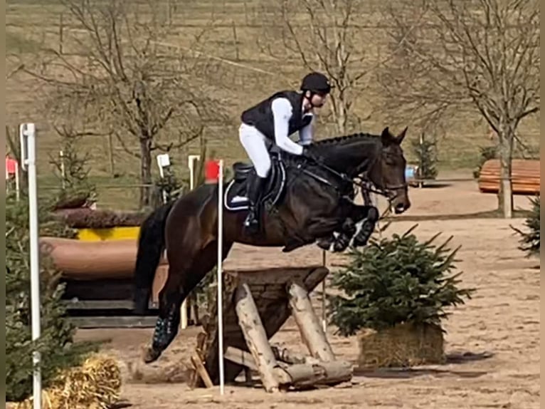 Caballo de deporte alemán Yegua 8 años 180 cm Castaño in Korntal-Münchingen