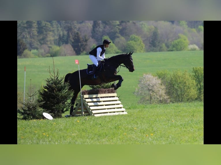 Caballo de deporte alemán Yegua 8 años 180 cm Castaño in Korntal-Münchingen