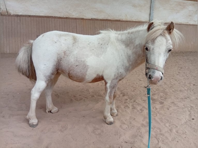 Caballo de deporte alemán Yegua 9 años 100 cm Pío in Pirmasens