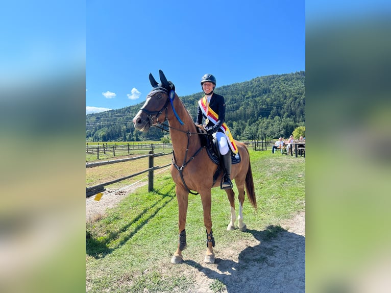 Caballo de deporte alemán Yegua 9 años 160 cm Alazán-tostado in Nötsch