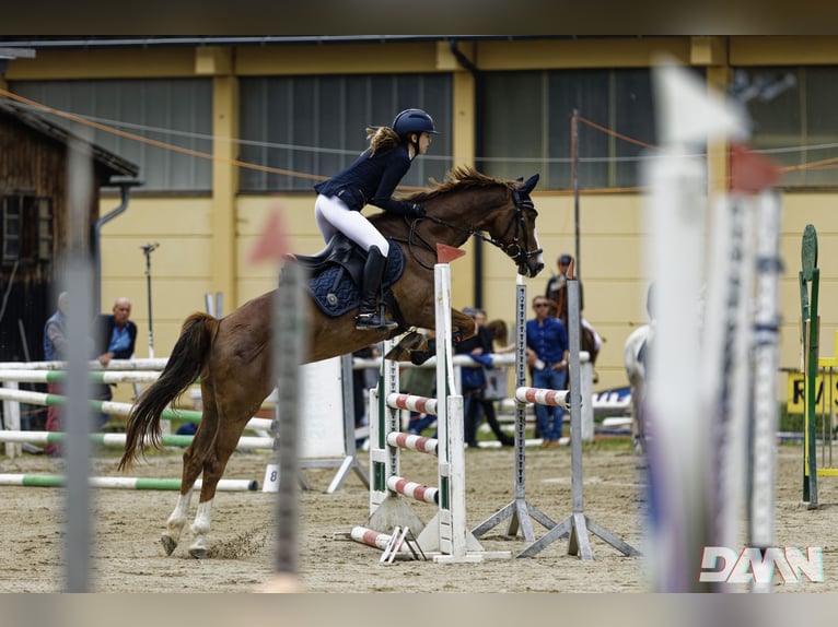 Caballo de deporte alemán Yegua 9 años 160 cm Alazán-tostado in Nötsch