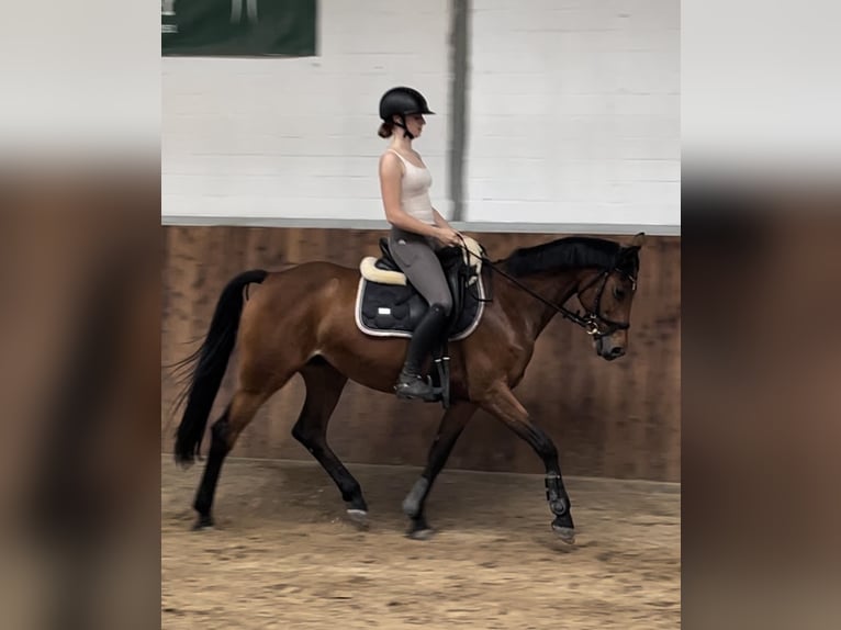 Caballo de deporte alemán Yegua 9 años 160 cm Castaño in Stahnsdorf