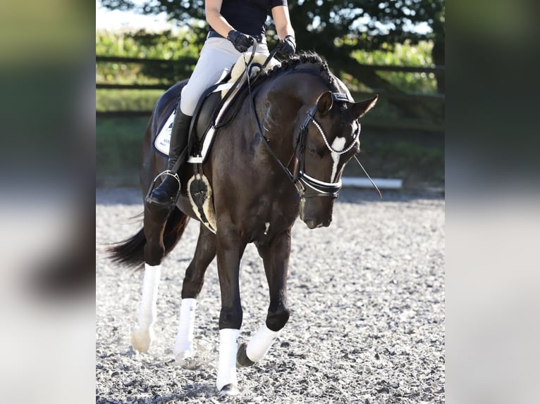 Caballo de deporte alemán Yegua 9 años 163 cm Castaño in Fürstenzell