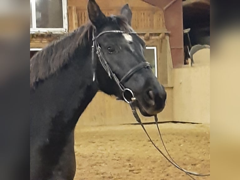 Caballo de deporte alemán Yegua 9 años 164 cm Negro in Schwedt/Oder