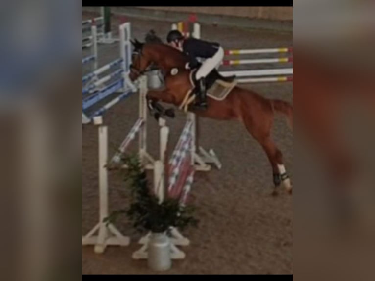 Caballo de deporte alemán Yegua 9 años 165 cm Alazán in Dettingen an der Iller