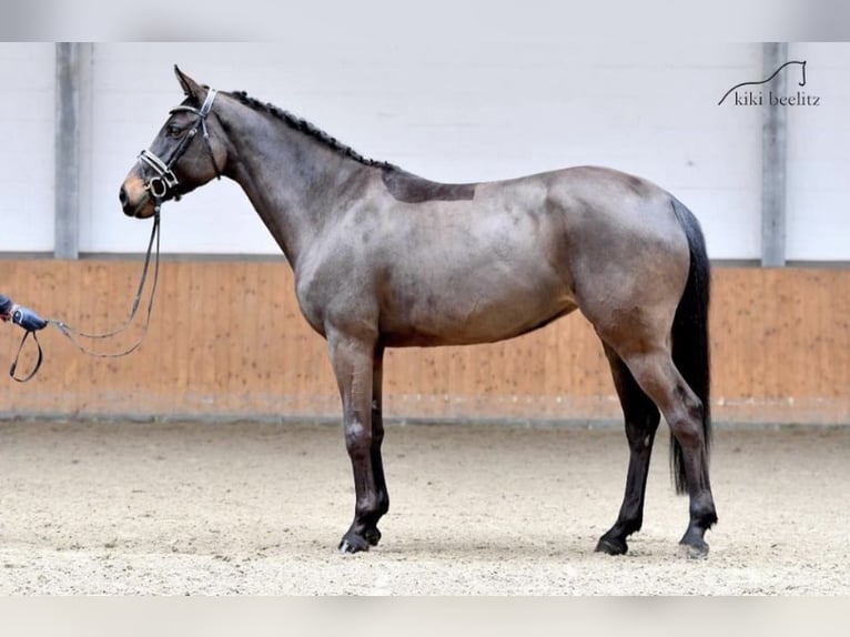 Caballo de deporte alemán Yegua 9 años 165 cm Castaño oscuro in Rotstock