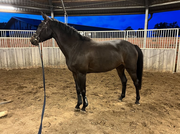 Caballo de deporte alemán Yegua 9 años 165 cm Castaño oscuro in Rotstock