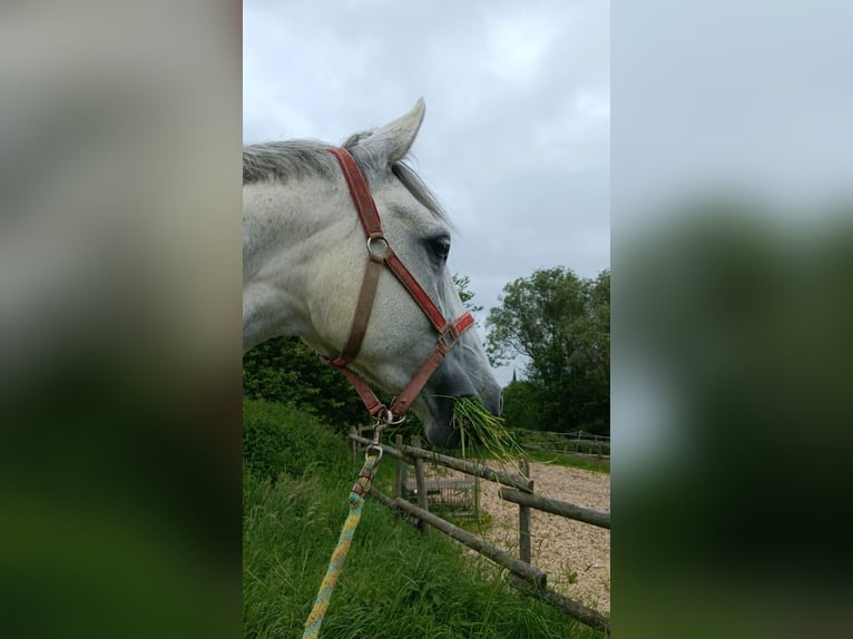 Caballo de deporte alemán Yegua 9 años 165 cm Tordo rodado in Marsberg