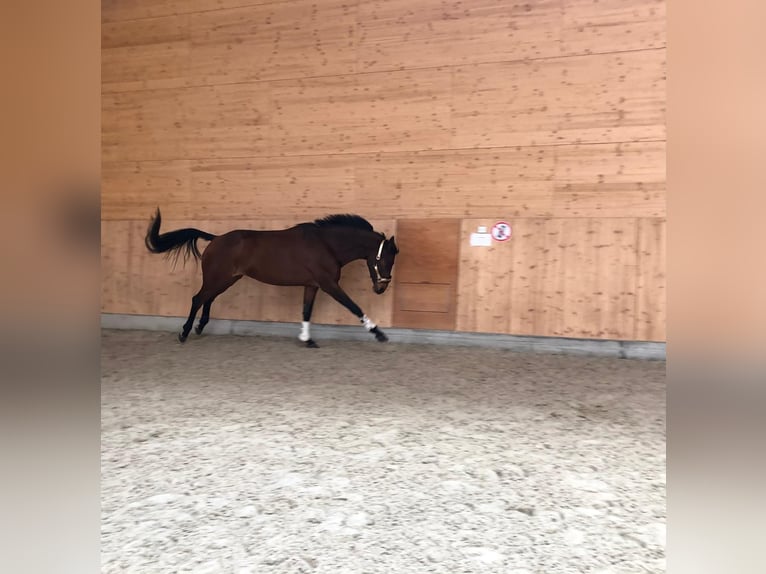 Caballo de deporte alemán Yegua 9 años 166 cm Castaño in Neuruppin