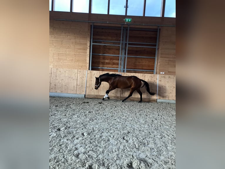 Caballo de deporte alemán Yegua 9 años 166 cm Castaño in Neuruppin