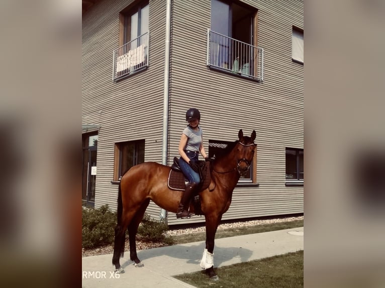 Caballo de deporte alemán Yegua 9 años 166 cm Castaño in Neuruppin