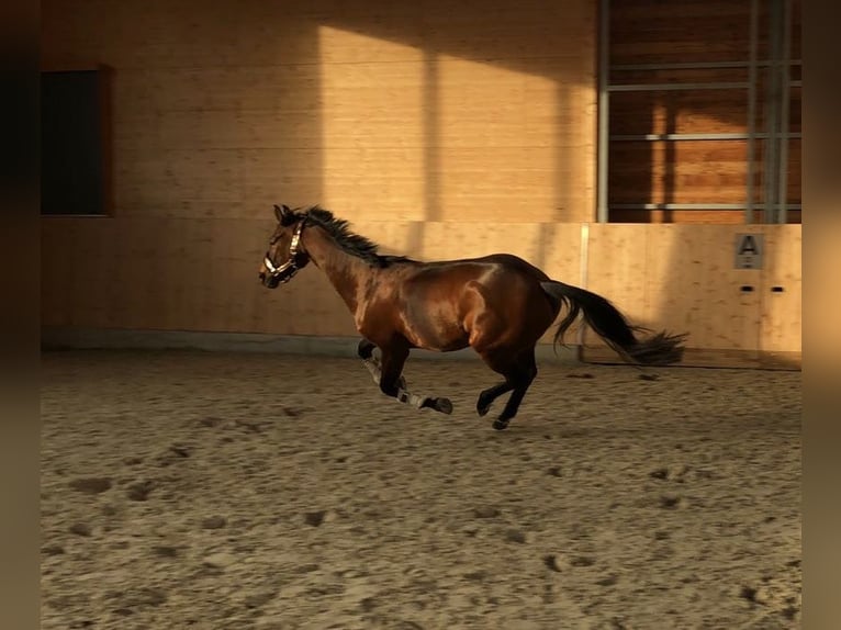 Caballo de deporte alemán Yegua 9 años 166 cm Castaño in Neuruppin