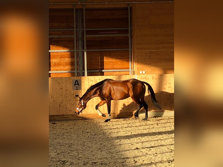 Caballo de deporte alemán Yegua 9 años 166 cm Castaño in Neuruppin